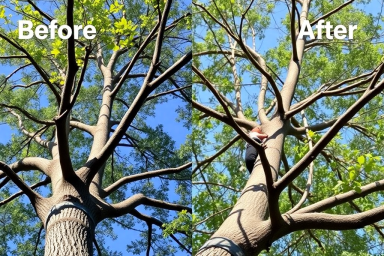 Michelet Rénovation élagage grands chênes professionnel Saint-Alban-du-Rhône